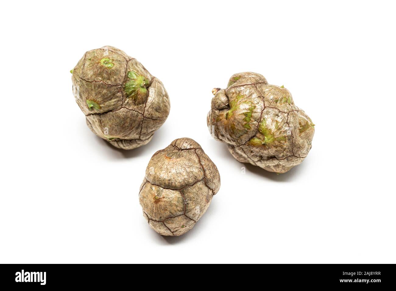 Frische Cypress Kegel isoliert auf weißem Hintergrund. Cupressus sempervirens Stockfoto