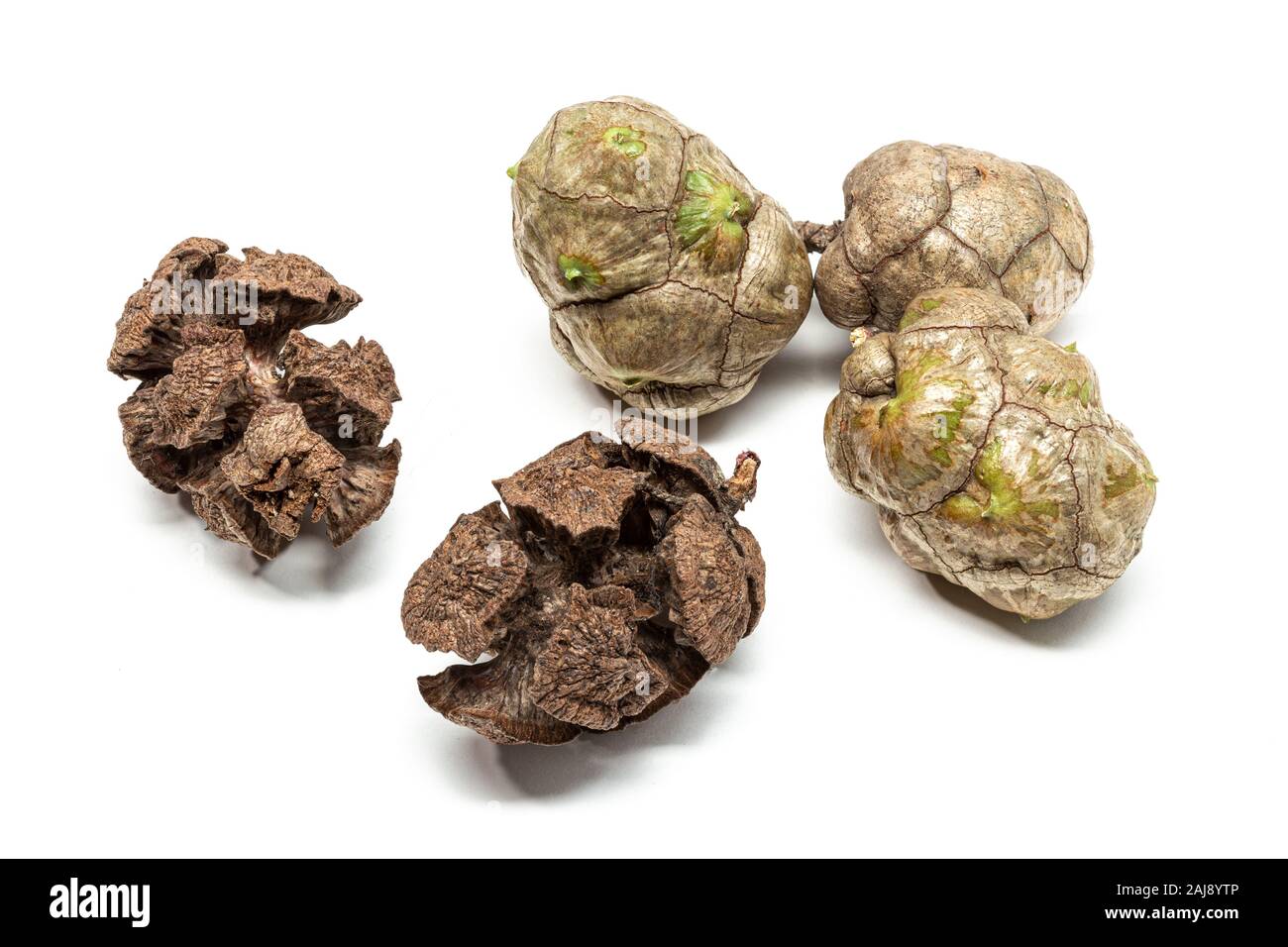 Frisch und trocken Cypress Kegel isoliert auf weißem Hintergrund. Cupressus sempervirens Stockfoto