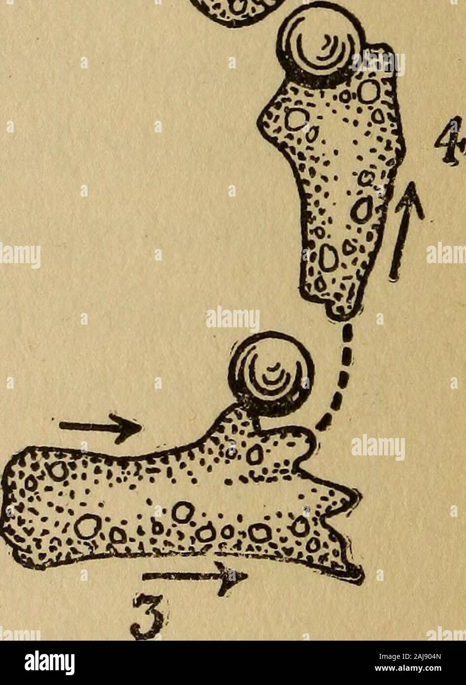 Schmerz und Vergnügen. ..©=*^. Abb. i. - amöbe Jagen und sich bemüht, einen euglena einzunehmen. (Nach, Jennings. Von Washburns das Tier Verstand, Höflichkeit theMacmillan Co.) Und gerade als Abneigung in uns selbst unsere wholebody, müssen wir annehmen, dass die vage discomfortof die Amöbe keine exactspot bezeichnet werden könnte. Sein Unwohlsein durchdringt wahrscheinlich die wholeof seine kleine Struktur. Schmerz und Vergnügen 37 Die positive Reaktion ist theamoeba in sanften Kontakt mit einem solidsurface oder mit Nahrung kommt. Unter thesecircumstances es weiter näher zu kommen und seinen tofurther wenden. Stockfoto