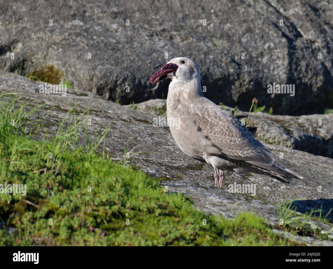 Juvenile Glaucous-winged Möwe (Larus glaucescens) Verschlucken einer purple Sea Star (Ocker Seesterne) Stockfoto