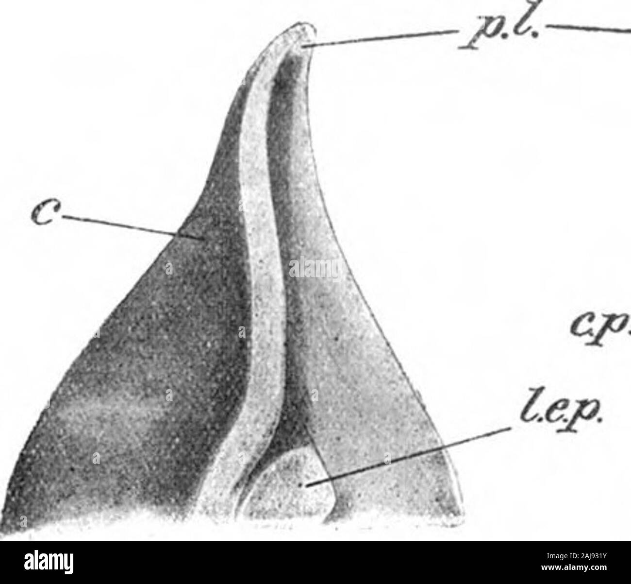 Über die Struktur und die Affinitäten der Paleodiscus und Agelacrinus. - Ajtt "Fia. 2 - Obere Ansicht von Agelacrinus cincinnaiiensis in der Oxford Museum: J, II, III, IV, F, sind Ambulacra; Ein^ Anus; F. S., Bodenbeläge Platten; s. c. p, y-Seite coyering Platten; m. c. s., Mund Platte angebracht werden. ^^^^^^^^^^^^^^^^^r^^^^^^^-^1 H^mJ^^ | H^^^V^J^ sm flB m-yyo^^^^^o^/y 3^Bl&gt;^® ^^W^L&gt; ^^v/^ HHH^T-)&gt;^aO^^^^^^^^^^^^^v ich Tkxt FiO. 1.-ventrale Palaodisotis sTirfaco von Ferox rekonstruiert aus ycvenilspecimens in Zinn Oxford Museum; ich. Iap., initijil interambulucra! Piiite; bin. s., lunbulucnil pliites; rk. s., rliomboidal Stockfoto