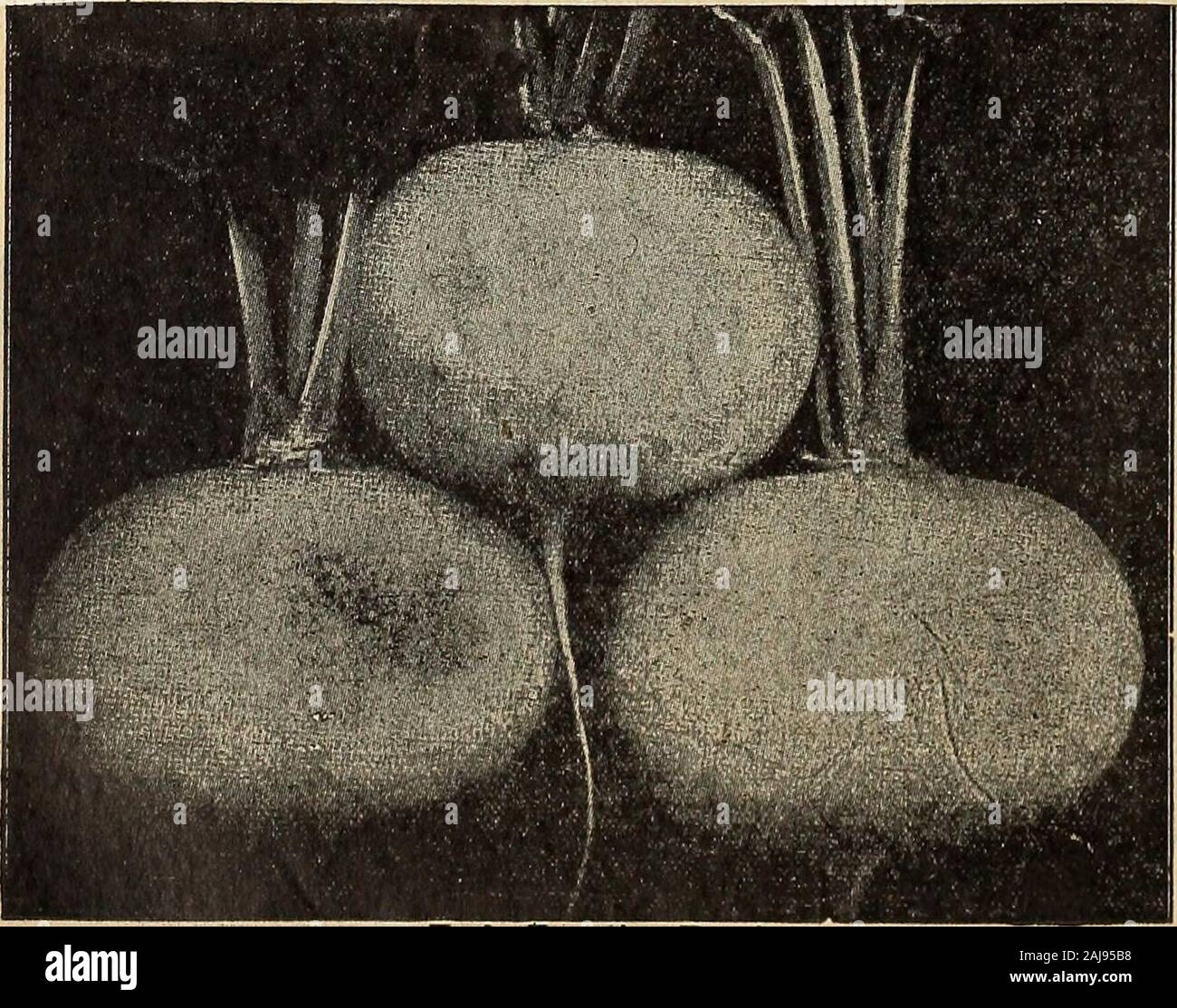 Feder Katalog von Alexanders gute Saat: die beste, die Wachsen für den Süden ausgewählt. sehr früh. Wenn richtig gearbeitet und eine Chance, Con-nennt es eine Doppelgelenkwelle, reiche Vielfalt gegeben. Die Weinreben und stemsholds seine großen Clustern der perfekte Tomaten. Sie cer-tainly absolut satisfiedwith dieses herrliche selectionof - Die Great Southern - für Ihr Haus Garten oderfür Versand in die meisten distantmarkets, wo es bringt der Marktpreis luftentweichen werden. Fkt. 10 c; V 2 oz. 25 c; Unze 45 c; V4 lb * 1,25 $.. (Seite 20) Frühe ägyptische Rübe. AlexandersEarly EgyptianTurnips mit diesem neuen turnipto Unsere Stockfoto
