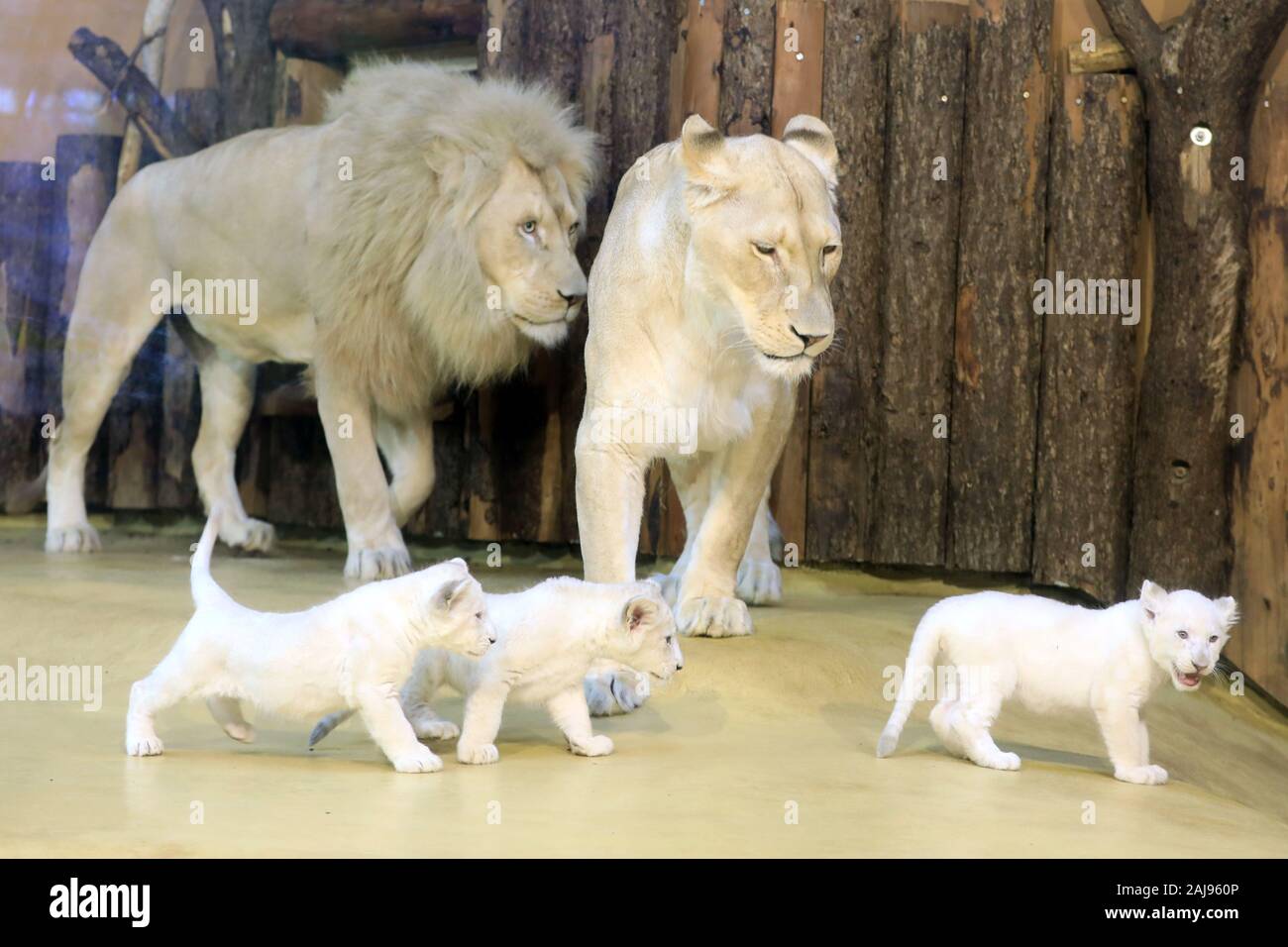 Magdeburg, Deutschland. 03 Jan, 2020. Drei weiße Baby Lions spielen vor ihrer Mutter "Kiara" und Lion Vater bin Adiba' (l) im Zoo in Magdeburg. Die löwin Kiara bereits die Geburt der drei junge gesunde Tiere im November gegeben hatte. Das Bild wurde durch eine Glasscheibe. Credit: Peter Gercke/dpa-Zentralbild/dpa/Alamy leben Nachrichten Stockfoto