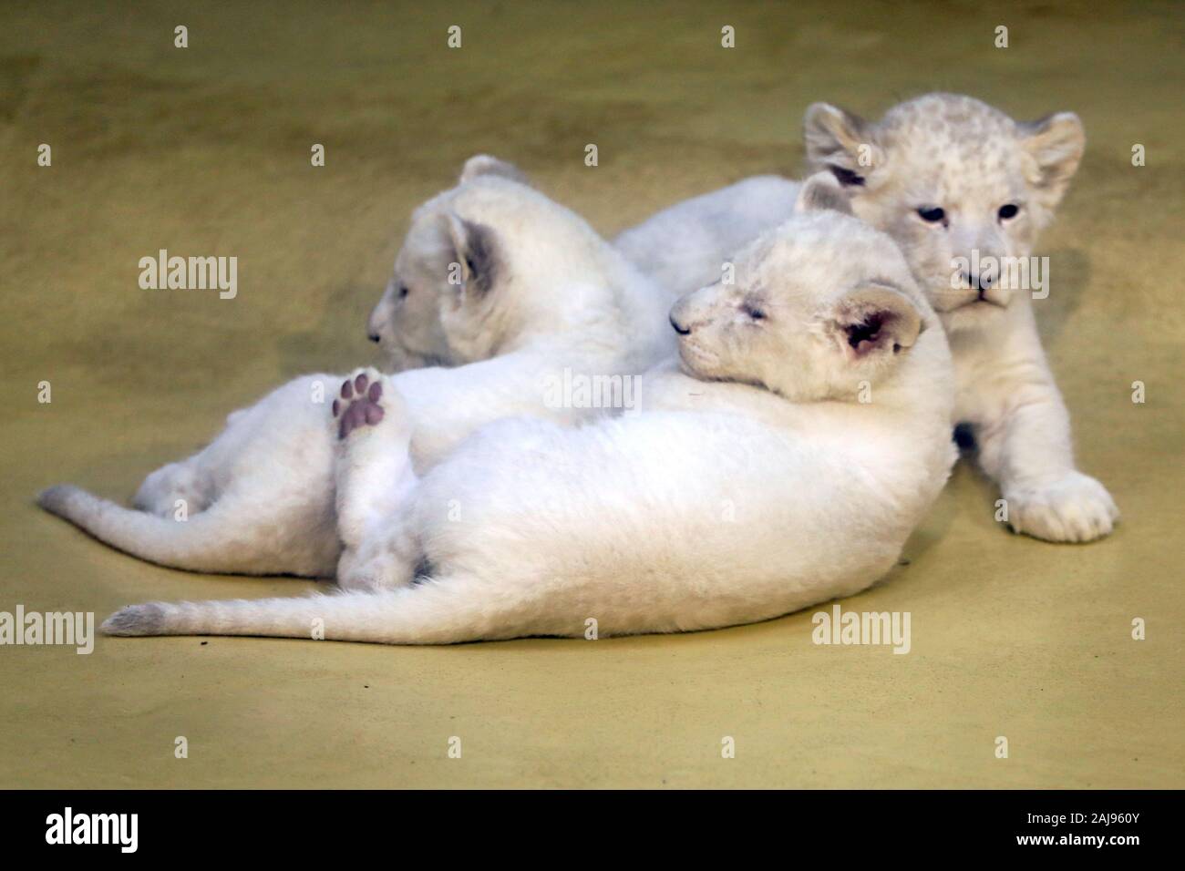 Magdeburg, Deutschland. 03 Jan, 2020. Drei weiße Baby Lions spielen im Zoo in Magdeburg. Die löwin "Kiara" hatte bereits die Geburt der drei junge gesunde Tiere im November gegeben. Das Bild wurde durch eine Glasscheibe. Credit: Peter Gercke/dpa-Zentralbild/dpa/Alamy leben Nachrichten Stockfoto