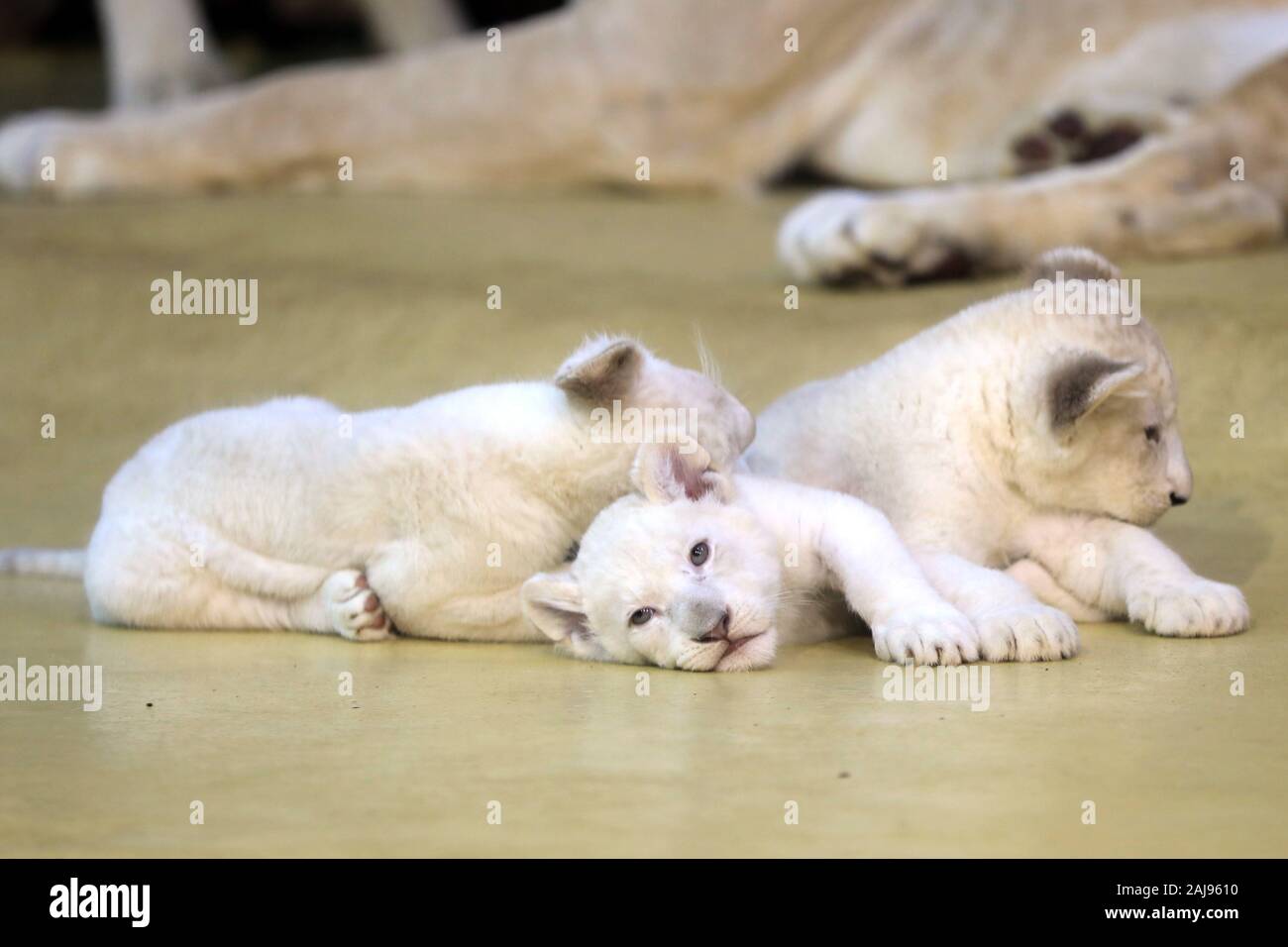 Magdeburg, Deutschland. 03 Jan, 2020. Drei weiße Baby Lions spielen im Zoo in Magdeburg. Die löwin "Kiara" hatte bereits die Geburt der drei junge gesunde Tiere im November gegeben. Das Bild wurde durch eine Glasscheibe. Credit: Peter Gercke/dpa-Zentralbild/dpa/Alamy leben Nachrichten Stockfoto