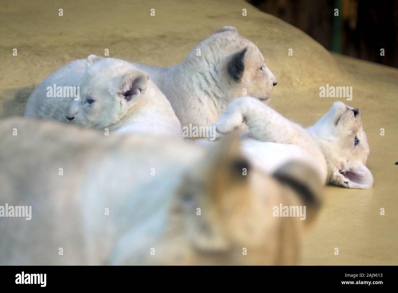Magdeburg, Deutschland. 03 Jan, 2020. Drei weiße Baby Lions spielen im Zoo in Magdeburg. Die löwin "Kiara" hatte bereits die Geburt der drei junge gesunde Tiere im November gegeben. Das Bild wurde durch eine Glasscheibe. Credit: Peter Gercke/dpa-Zentralbild/dpa/Alamy leben Nachrichten Stockfoto