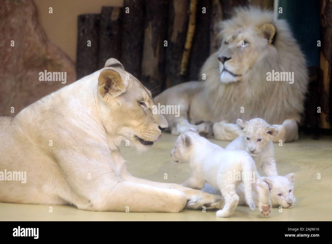 Magdeburg, Deutschland. 03 Jan, 2020. Drei weiße Baby Lions spielen vor ihrer Mutter "Kiara" und Lion Vater bin Adiba' (r) im Zoo in Magdeburg. Die löwin Kiara bereits die Geburt der drei junge gesunde Tiere im November gegeben hatte. Das Bild wurde durch eine Glasscheibe. Credit: Peter Gercke/dpa-Zentralbild/dpa/Alamy leben Nachrichten Stockfoto