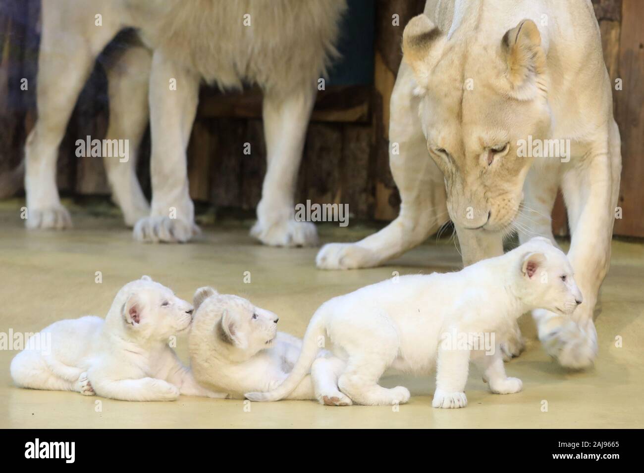 Magdeburg, Deutschland. 03 Jan, 2020. Drei weiße Baby Lions spielen vor ihrer Mutter "Kiara" im Zoo in Magdeburg. Die löwin hatte bereits die Geburt der drei gesunde Jungen im November gegeben. Das Bild wurde durch eine Glasscheibe. Credit: Peter Gercke/dpa-Zentralbild/dpa/Alamy leben Nachrichten Stockfoto