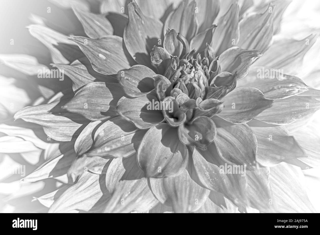 Schwarze und weiße Nahaufnahme von dhalia Blume Stockfoto