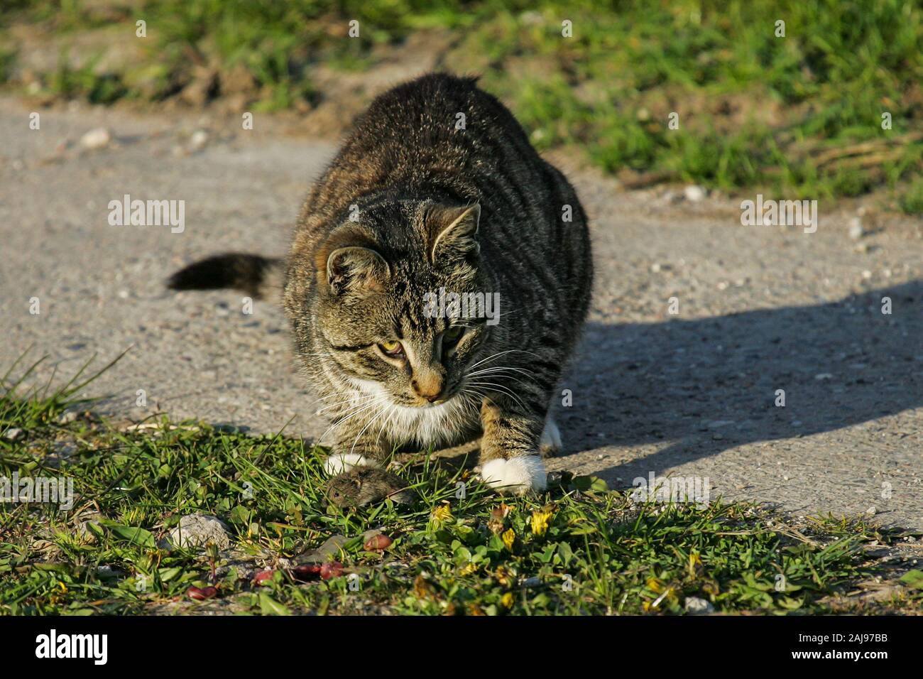 Hauskatze (Felis catus) Jagen und Spielen mit gemeinsamen Vole (Microtus arvalis), Brandenburg, Deutschland Stockfoto