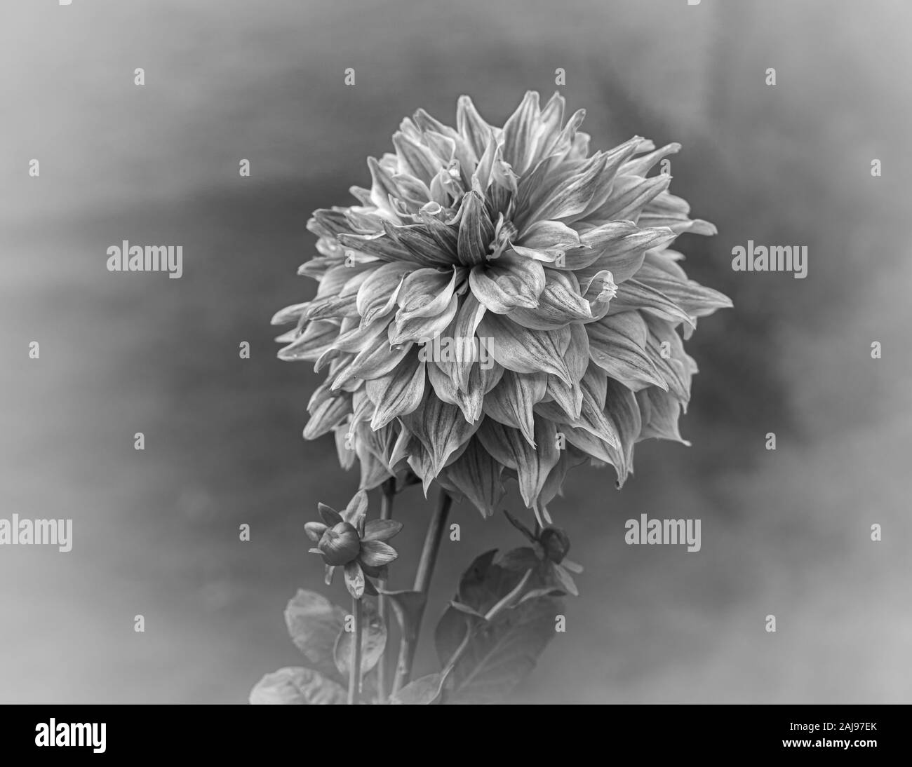 Abstrakte schwarze und weiße Nahaufnahme von dhalia Blume Stockfoto