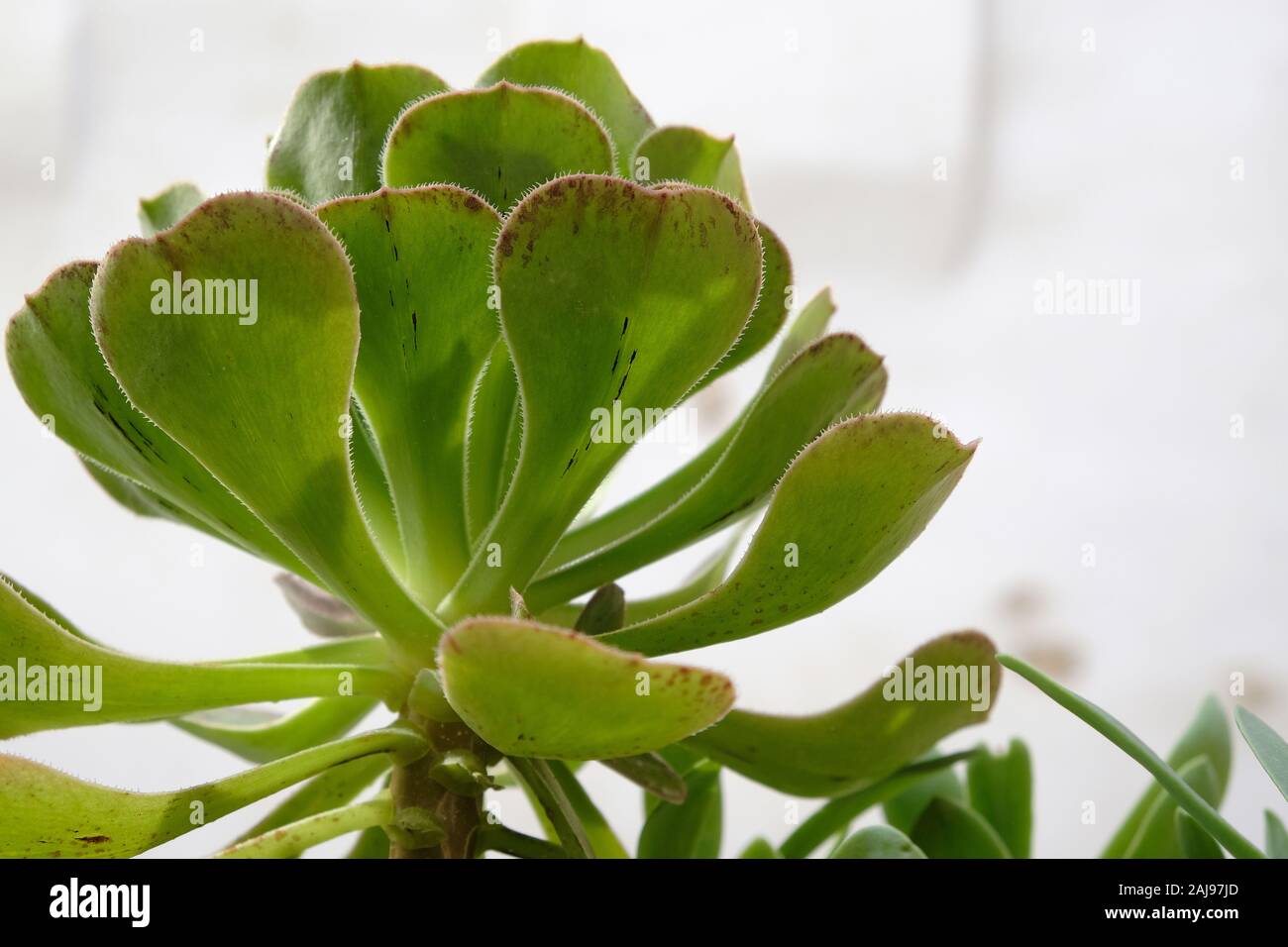 thaumatophyllum bipinnatifidum variegata Thaumatophyllum Bipinnatifidum Variegated, Philodendron Selloum Varieg –  BanrakTonmai Garden Thailand main image 0