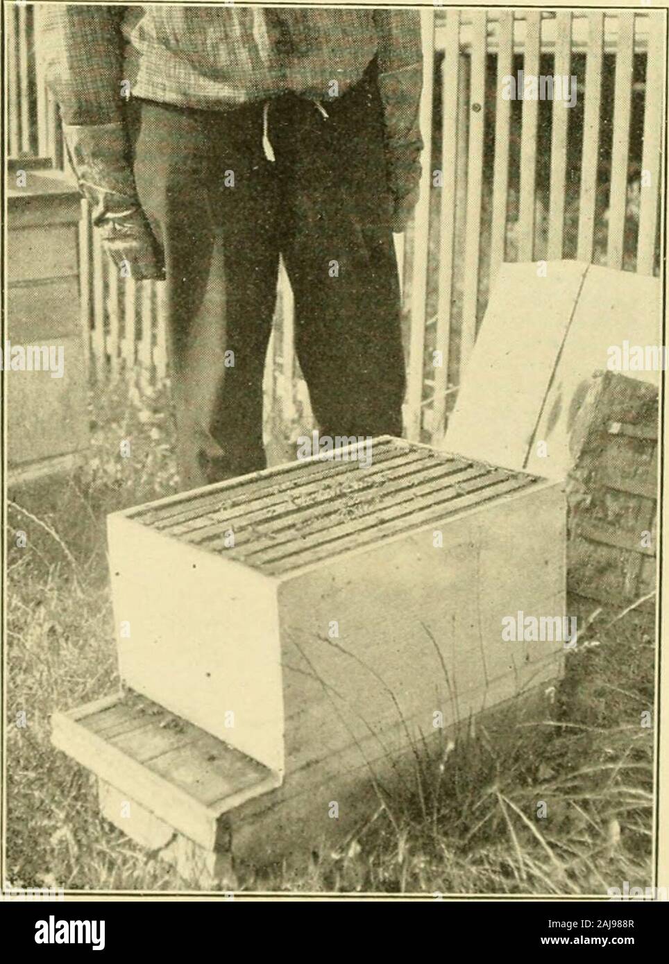 Nachlese in Biene Kultur. Abb. 3.- Die Decke entfernt. Abb. 4.-Herausheben der ersten Kamm. Pollen, über ein Zoll oder zwei Breiten, whileoutside, insbesondere im oberen andends, ist Honig - eine recht ordentliche Anordnung, Sehen, um jede Sache praktisch - Gärtnerei in der Mitte, mit dem Essen allround über. Aber, halt eine Minute. Alle anderen Frames sind exactlythe gleiche Weise angeordnet sind, also denken sie ein wenig, und erkennen, dass die Brut - Nest ist aball, mit, Natürlich, die Brut im Mittelrahmen, die mindestens an den Seiten. Jetzt werden Sie verstehen, warum youshould nicht die Reihenfolge der theframes whe stören Stockfoto