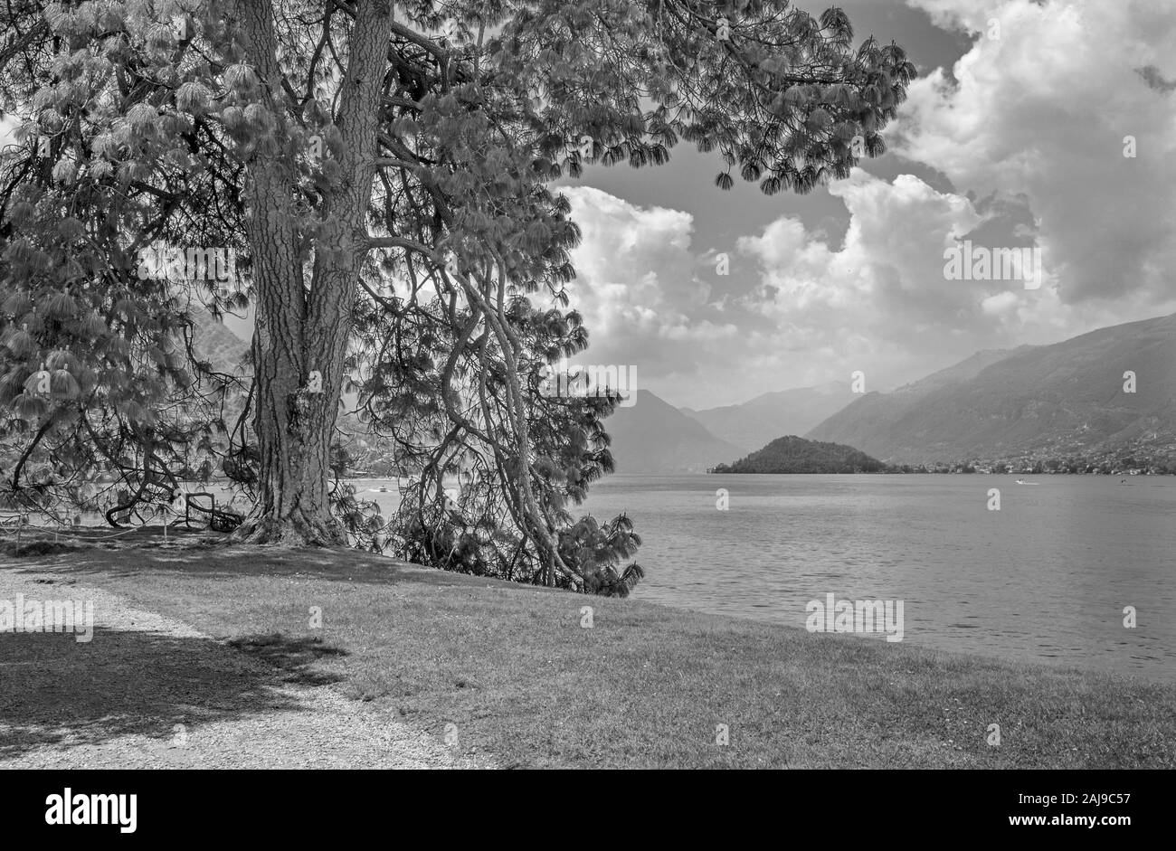 Bellagio - Die alten mediterranen Pinien am Ufer des Comer See. Stockfoto