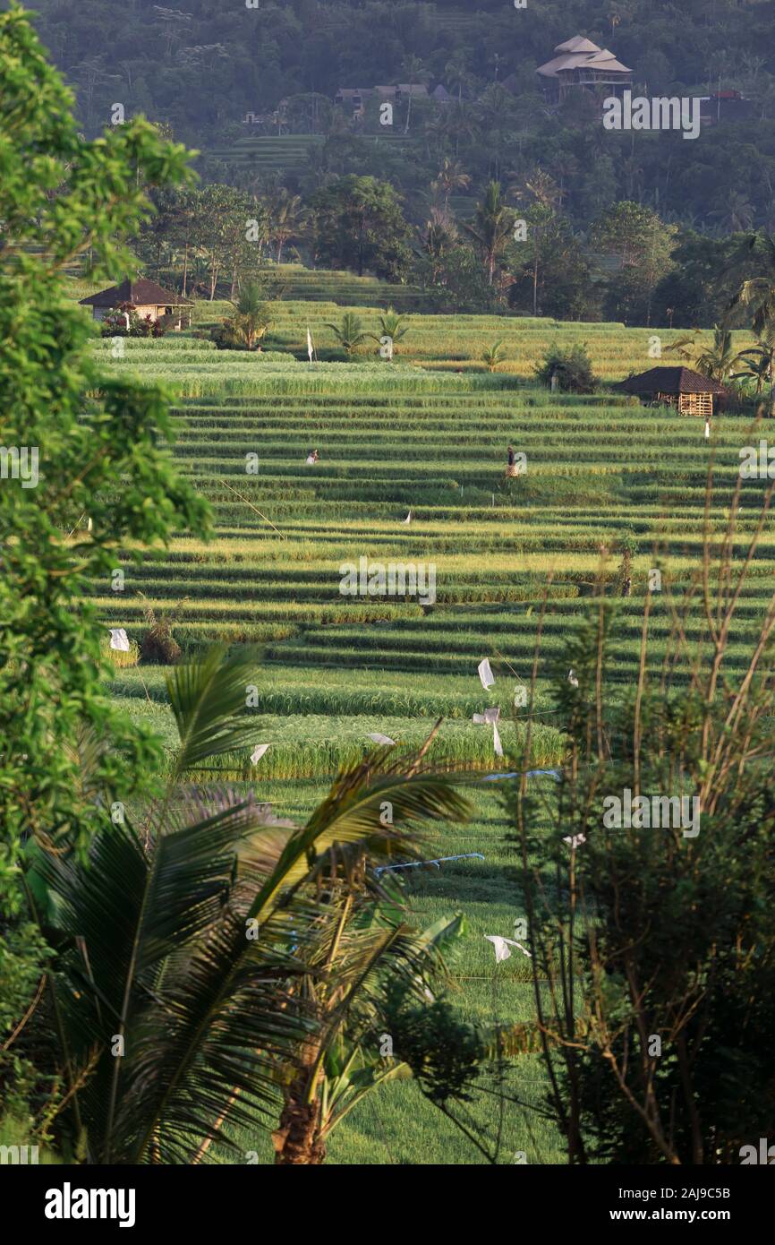 Jatiluwih Reisterrassen, Bali, Indonesien Stockfoto