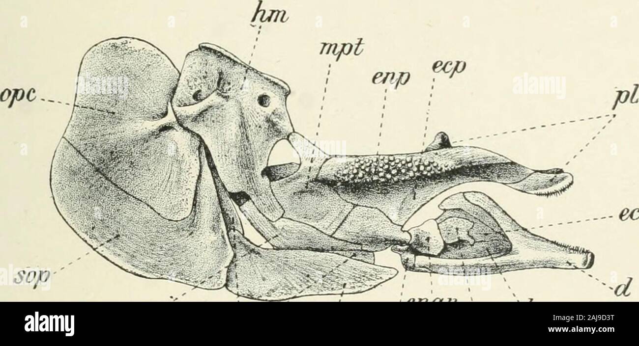 Eine Abhandlung über die Zoologie. sac, supraoccipital; sq, pterotic (sriuamosal); v, vomer. confluent in der Mitte des ventralen Linie lielow den Isthmus, oder, in der moremodified Formen, können Sie forwanls ohne Sitzung ausführen. Thebranchial Schlitze sind ventral weit nach vorne zwischen dem J EINE IVS 349 Rami des Unterkiefers fort, und getrennt durch; ich iiarrow isthmussupported Vom basibranchials und urohyal. Die opisthotic variiert in bemerkenswerter Weise, sehr largein Einige (Gadidae), kleine in anderen (Esocidae, etc.), oder nicht vorhanden (Mormyridae, etc.). Eine Stelle zwischen den Septum vorhanden ist (s. 324), mit Ausnahme der Cypriniforn Stockfoto