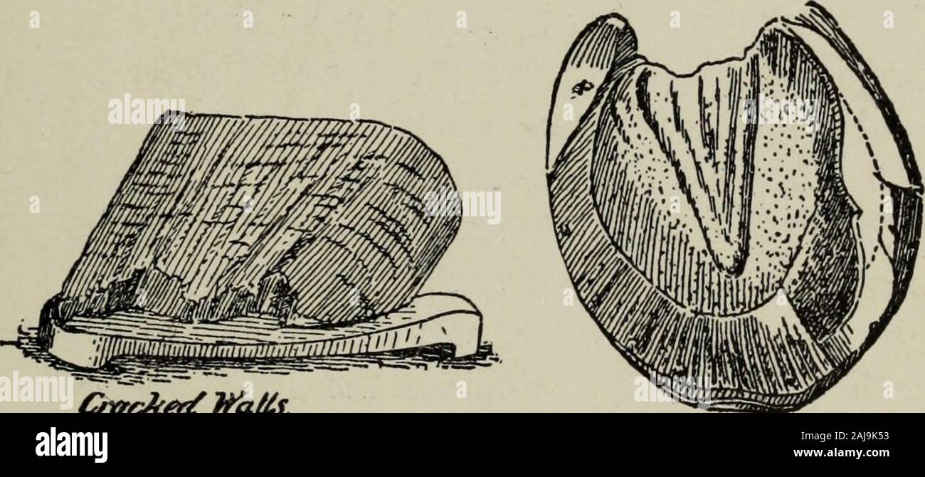 Amerikanische Schmiedekunst, toolsmiths' und Stahlarbeitern' Handbuch. SAod Crack Clamp,. Ovc ecCmii ^^. Eine Wirkung des CuaPterCrttck, oder mehr. Quartal Risse Risse meistens auf theinside des Hufes, weil das andweaker Seite dünner ist als die Außenseite. Die Ursache ist ein klaren spröden Huf mit keine Elastizität, hervorgerufen durch die poorassimilation und wollen gute Ernährung zu den Huf. heißen, sandigen oder harten Straßen auch förderlich sind zu thesecracks. Was ist zu tun: Wenn das Pferd beschlagen theshoes entfernen, und schneiden Sie die Wand des Viertel zu nehmen ofif 158 moderne SCHMIEDEKUNST das Lager auf beiden Seiten des Stockfoto