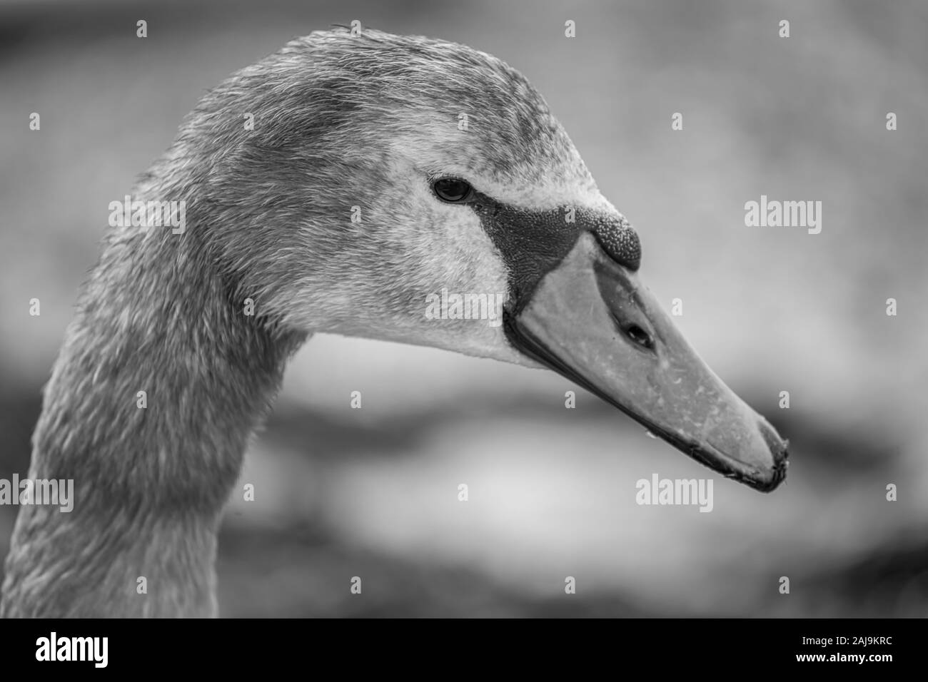 Portrait von Cygnet, im Winter fotografiert. Stockfoto