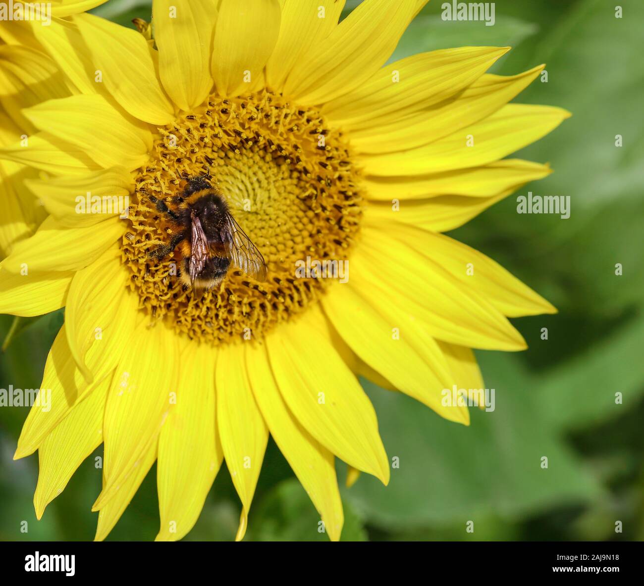 Ein Honig Biene auf einer Sonnenblume Stockfoto