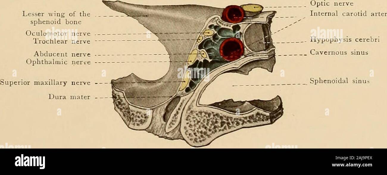 Atlas und Lehrbuch der topographischen und Angewandte Anatomie. Abb.. Schädel-hirn-Topographie. 35 Wirbelkanal durch die bandscheiben Steingrab, Meningealen verzweigt in die Dura mater in theposterior zerebrale Fossa, und der anterioren und posterioren spinale Niederlassungen auf das Rückenmark und itsmembranes. Die A. carotis interna versorgt das Gehirn mit: Ich. Die vordere Gehirnarterie. Es geht nach innen über die Rückenseite des correspondingoptic Nerv und dann nach vorn, nähert sich die Arterie auf der gegenüberliegenden Seite, mit der es wird von der anterioren Kommunikation Arterie. Die Schiffe w Stockfoto