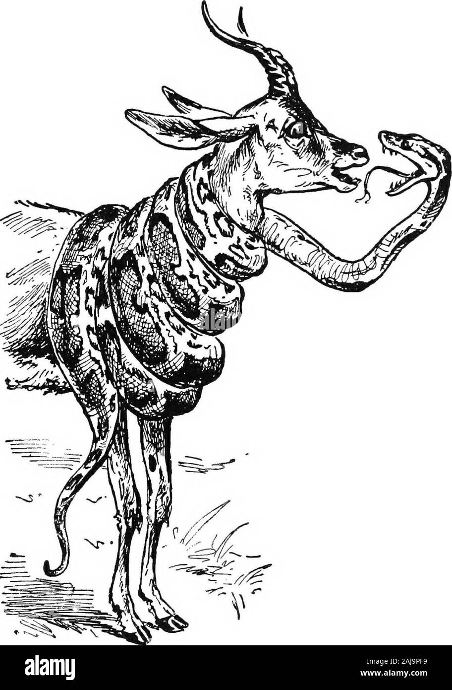 Die lockigen Haaren Henne. all diese Dinge, die Mutter Etienne aufgetürmt in vielen gesehen hatte - farbige Pyramiden an tlie Beste grocerj^ speichert. Realh^ itwas zu lächerlich. - Miss Booum müssen die funof, ihr Besucher. - Die nicht wirklich das beste Futter für die Kamele. Mutter ETIENNE S DEEAM 77 war es noch schlimmer, als es darum ging, die hippo-potami. Tausend schlecht verdaut Erinnerungen aus der Formel Papiere in Ihrem Verstand, waren alle durcheinander. Wo haben. "-. Vi" den Nil und die Sansibar fließen? Was war es, das separatedEgypt aus Senegal? Und die gigantischen Hippopotamus, look-ing perfekt Hug Stockfoto