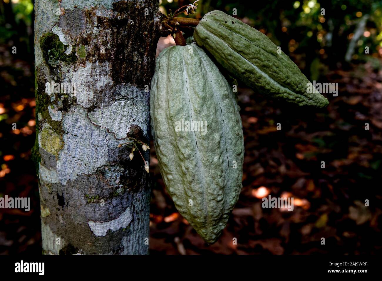 Kakao Plantage in der Nähe von agboville, Elfenbeinküste Stockfoto