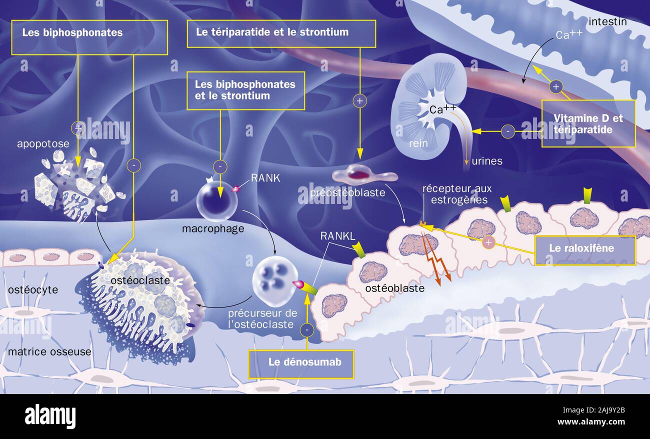 Osteoclast cell Fotos und Bildmaterial in hoher Auflösung Alamy