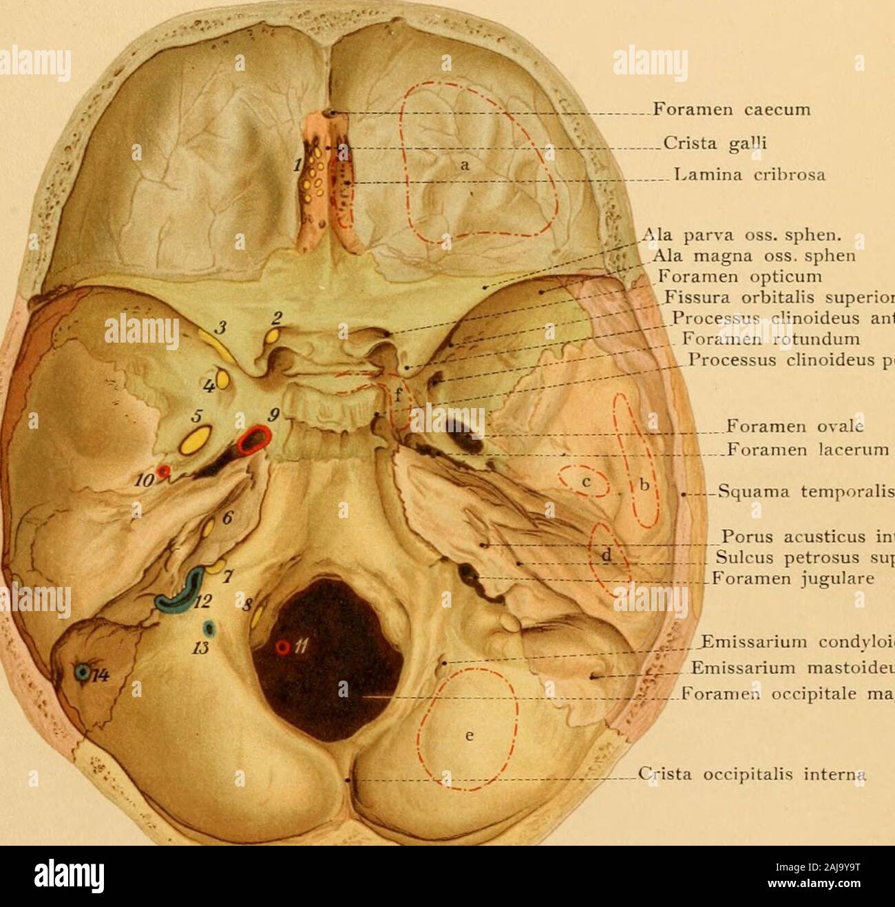 Atlas und Lehrbuch der topographischen und Angewandte Anatomie. F