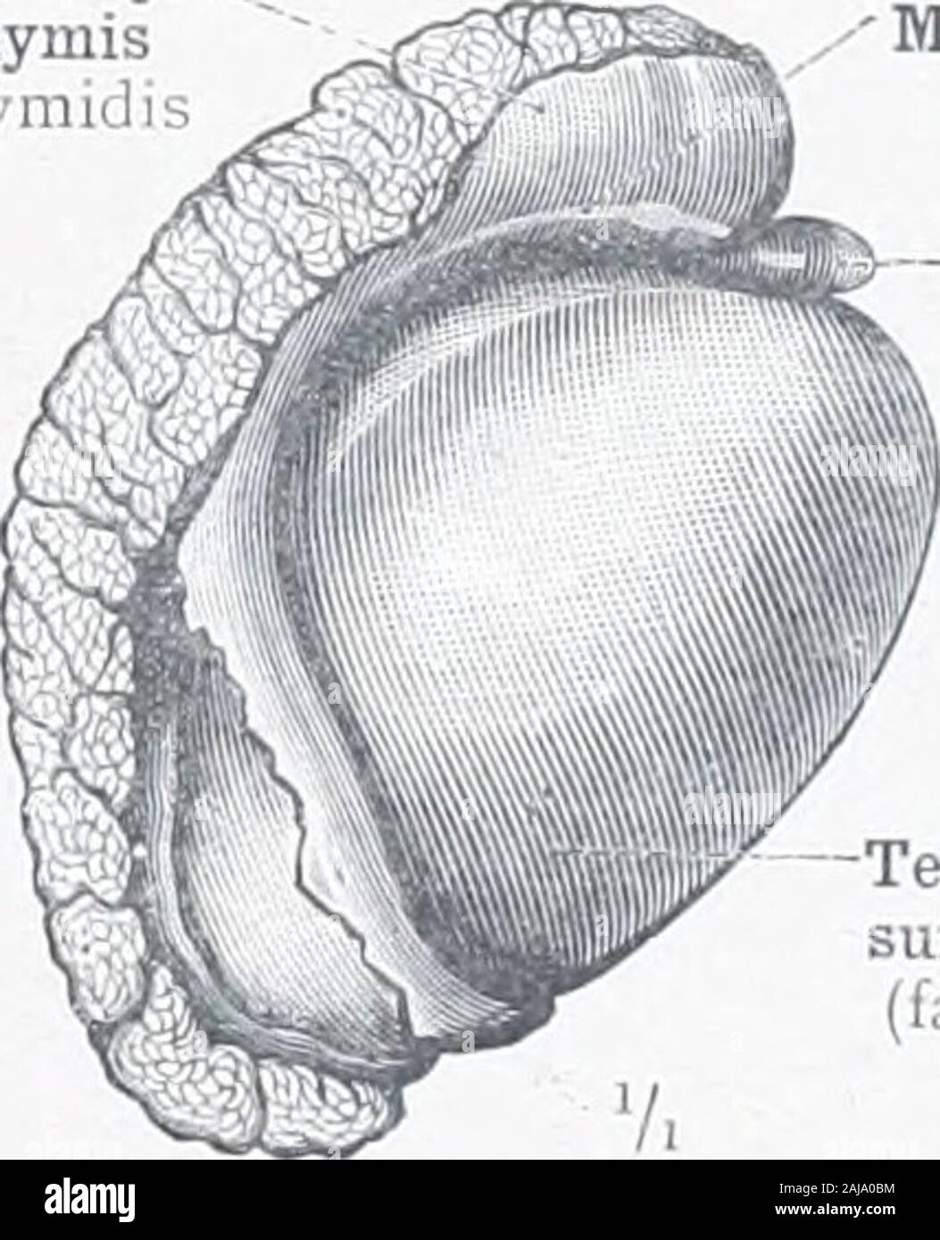 Ein Atlas der menschlichen Anatomie für Studenten und Ärzte. Nabelvene ...