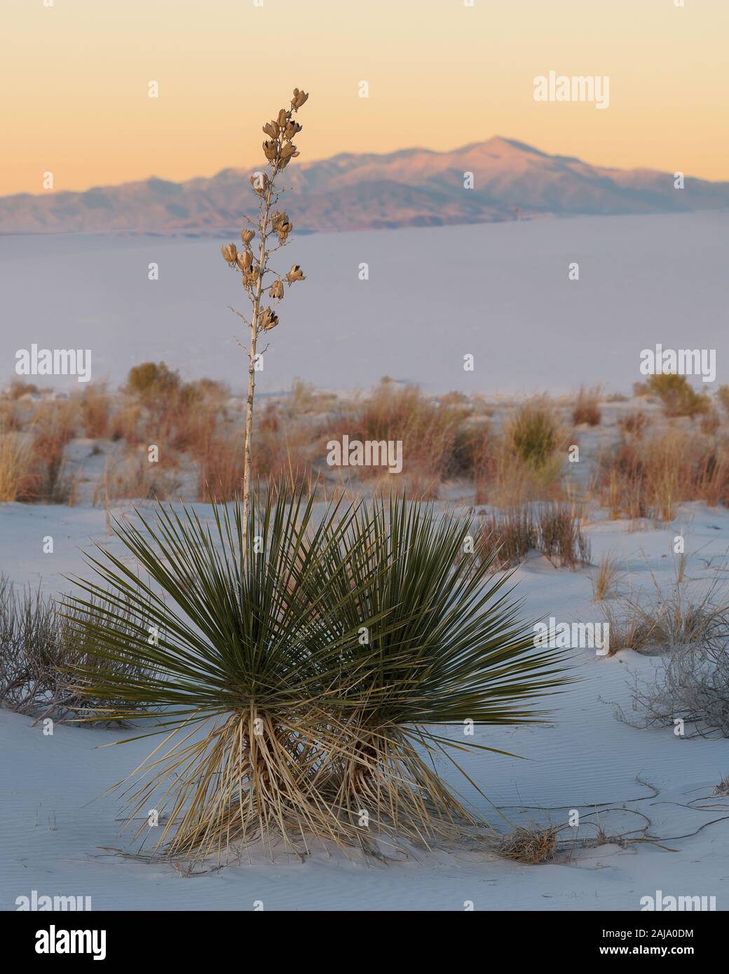 Soaptree Yucca Pflanze im Sand bei Sonnenuntergang im White Sands National Park in New Jersey Stockfoto