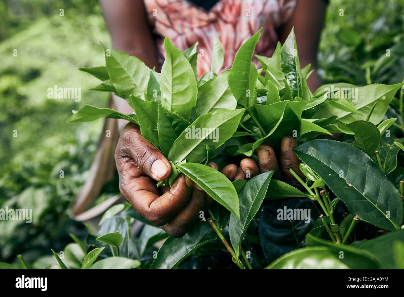 Arbeiter auf Kaffee planation. Frau, Teeblätter in Palm, Sri Lanka Stockfoto