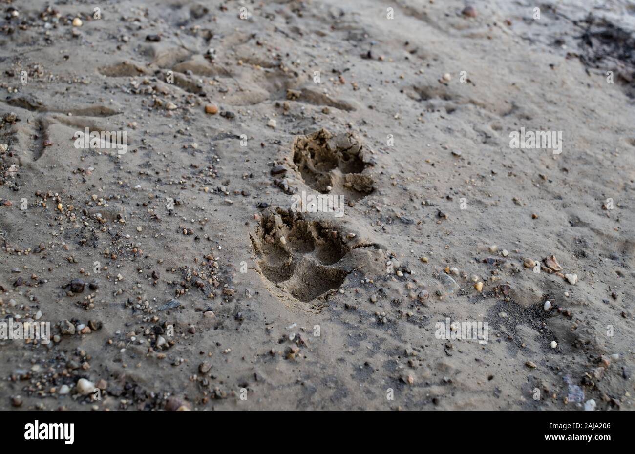 Ein Paar der Hund Titel auf nassem Sand Stockfoto
