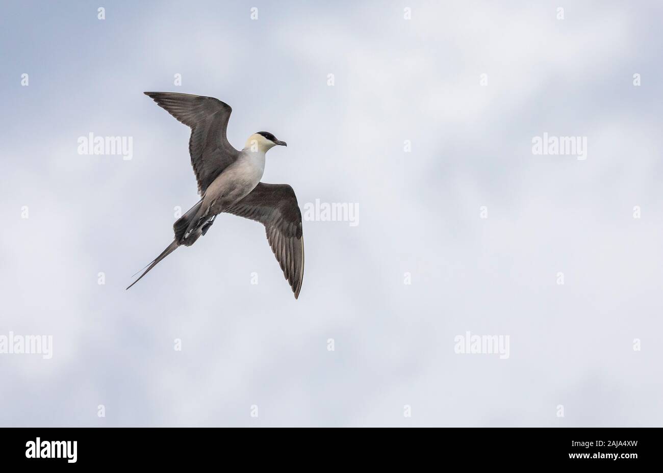 Long-tailed Skua, Eulen longicaudus im Flug über arktische Tundra, in der Brutzeit, Norden Schweden. Stockfoto