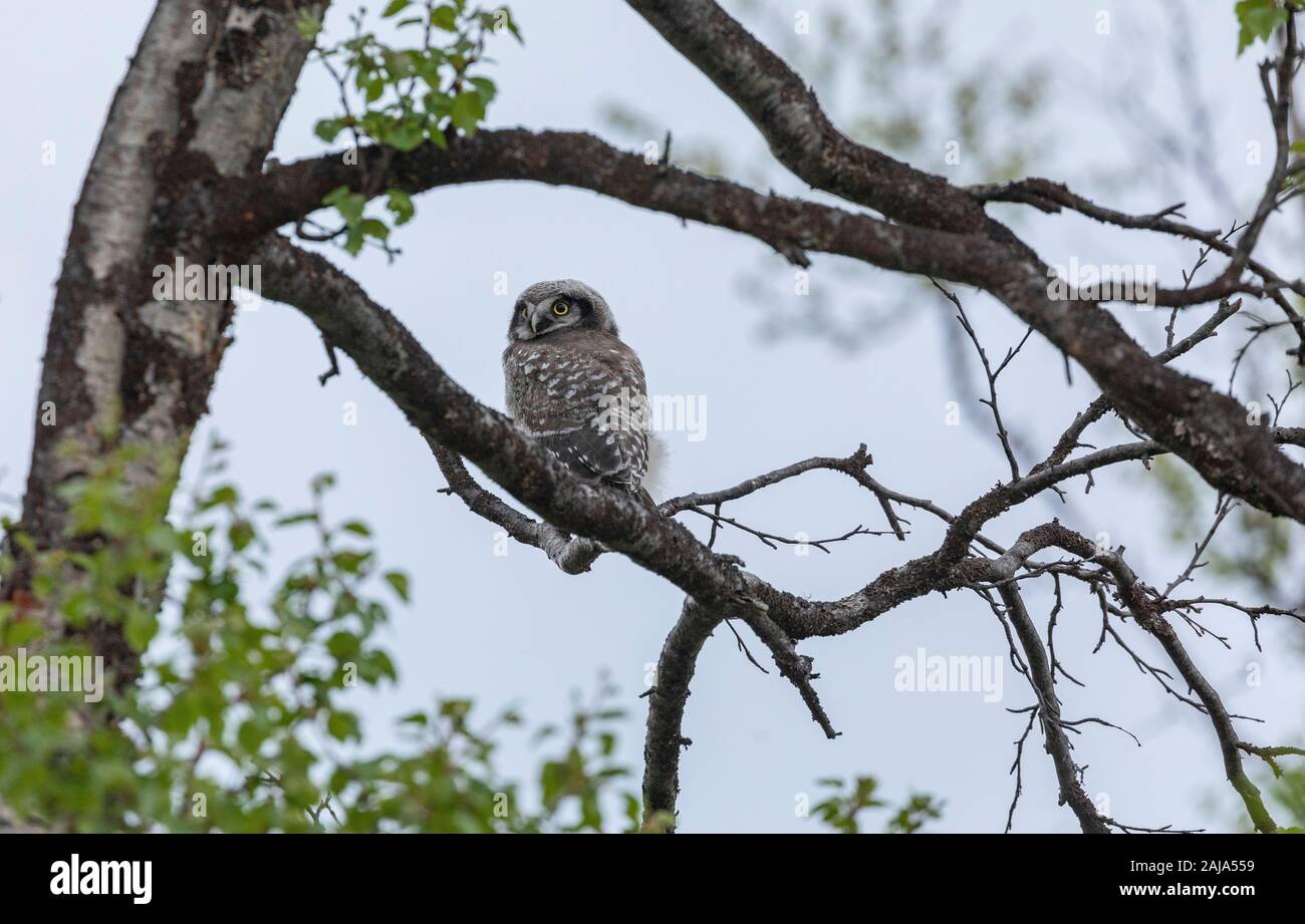 Northern Hawk-owl, Surnia ulula, Juvenile, sitzen auf dem Baum, Abisko, arktischen Schweden. Stockfoto