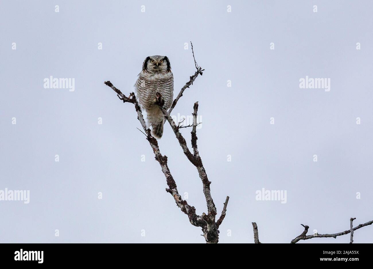 Northern Hawk-owl, Surnia ulula, sitzen auf dem Baum, Abisko, arktischen Schweden. Stockfoto