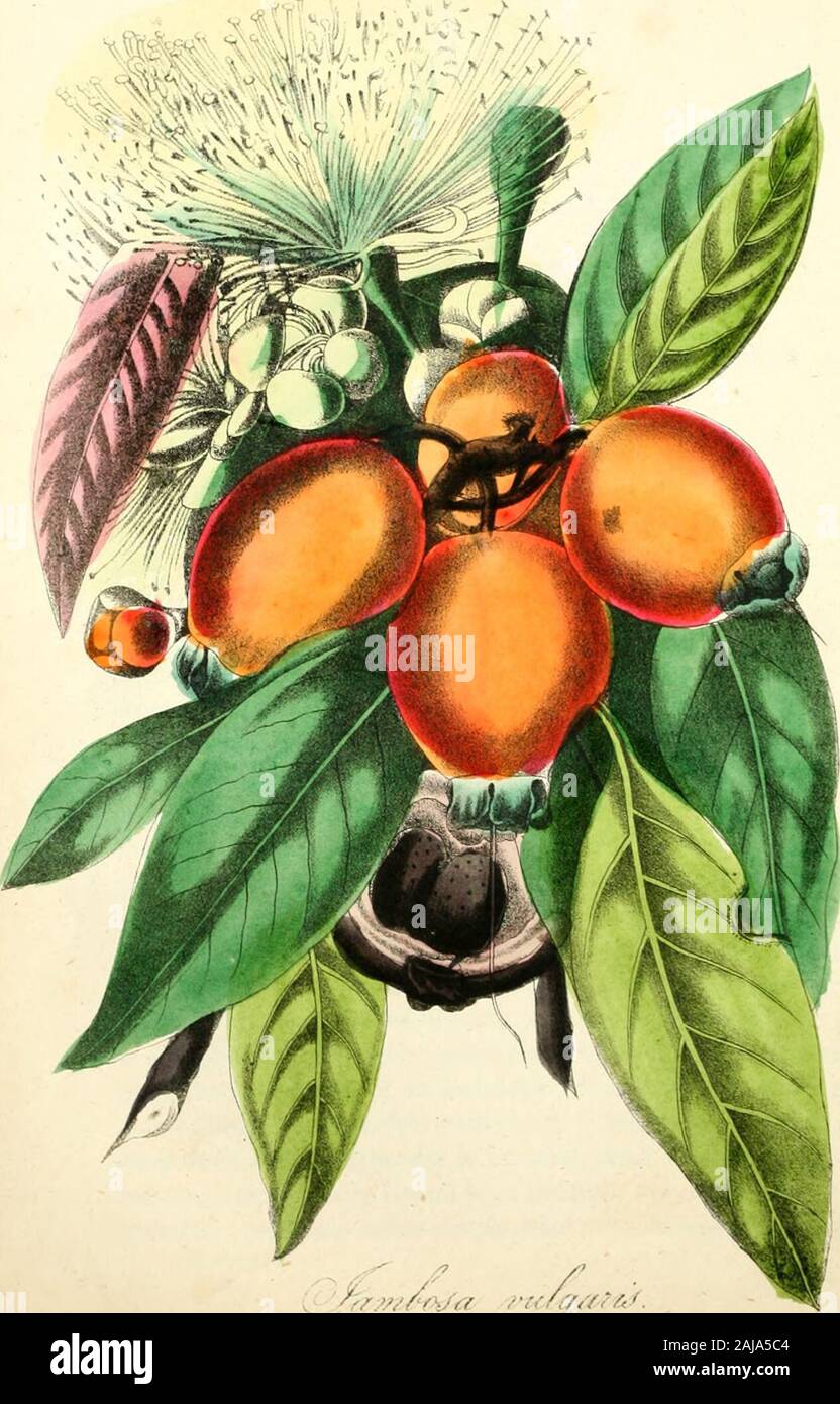Die amerikanische Flora: oder Geschichte der Pflanzen und wild wachsende Blumen: Mit ihren wissenschaftlichen und allgemeine Beschreibung, Naturgeschichte, chemischen und medizinischen Eigenschaften, Kultur, Vermehrung, &c., als Referenz für Botaniker, Ärzte, Floristen, Gärtner, Studenten, etc. konzipiert. d, aber sauber und auch, und ein rot-braun; der Schaft nur selten mehr als 9 Zoll oder ein Fuß in diame-ter; Zweige nicht viel verbreitet, dicht belaubten zu den Enden; die ultimative, hängend aus dem Gewicht der Früchte und Blumen; alle runden, glatten und ebenen; Blätter gegenüber, lanzettlich, 6 oder Stockfoto