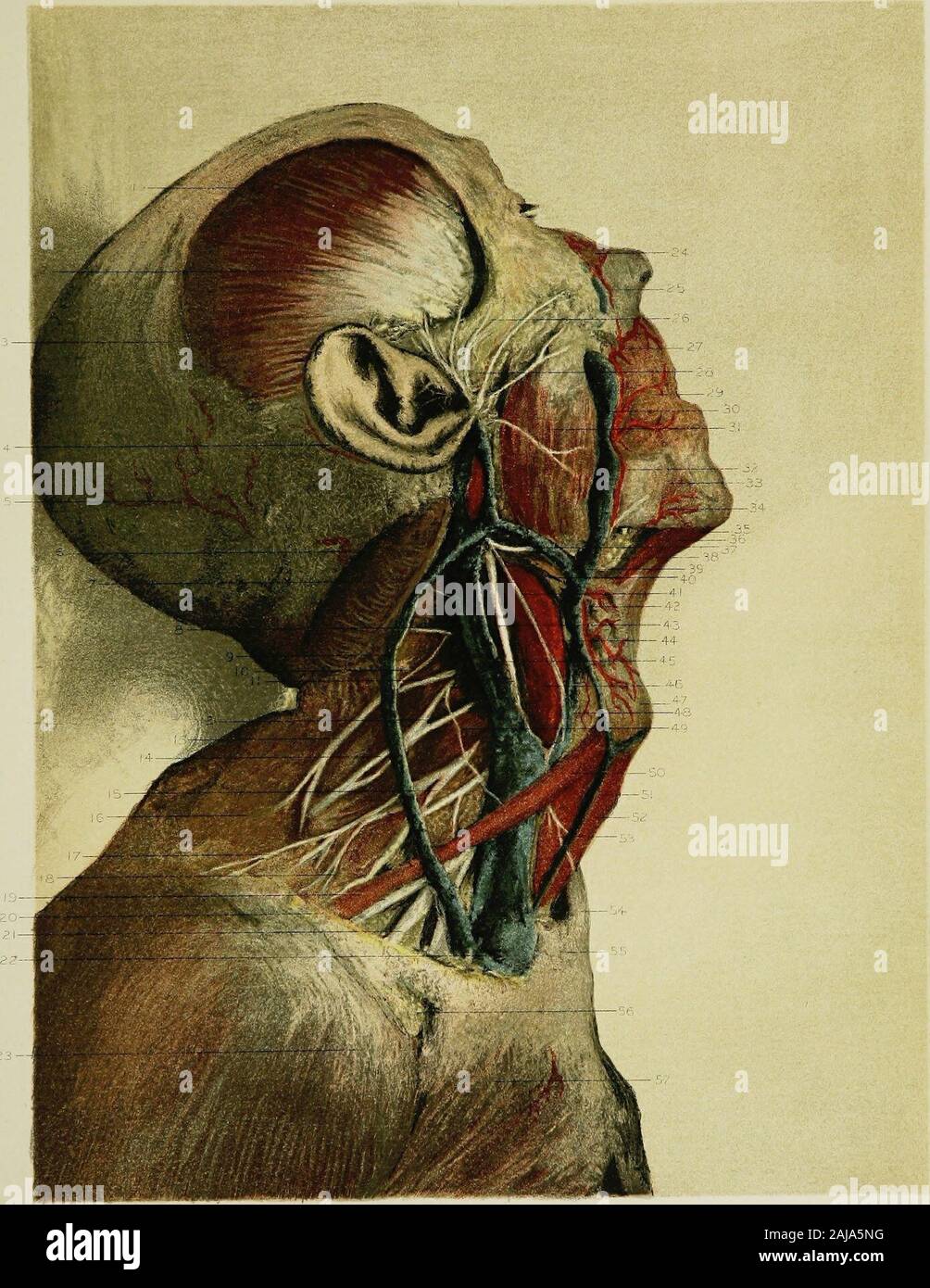 Regionale Anatomie in ihrem Bezug zur Medizin und Chirurgie. bii inferioris Muskel. Die minderwertigen labialen Arterie. Der mylo - hyoid Muskel. Die anteriore Bauch des digastric Muskel. Die Nucleus nervus hypoglossus Nerv. Faszie über den submaxillary Drüse. Die submaxillary Vene, die Mitgliedschaft bei der Gesichtsbehandlung Vene mit rechnungsmodul Vena jugularis. Den hinteren Bauch des digastric Muskel. Die Descendens hypoglossi Nerv. Die superior Laryngeal Nerv. Die pneumogastric Nerv. Der Punkt der Gabelung der A. carotis arteryinto der externen und internen Karotisarterien. Die Vena jugularis interna. Die gemeinsame Halsschlagader arter Stockfoto