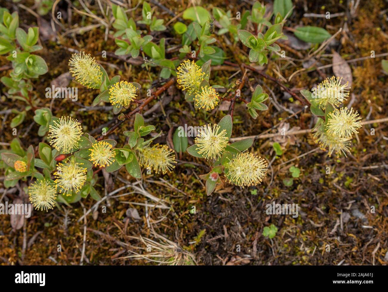 Berg Weide, Salix arbuscula in Blume mit männlichen Kätzchen. Arktischen Schweden. Stockfoto