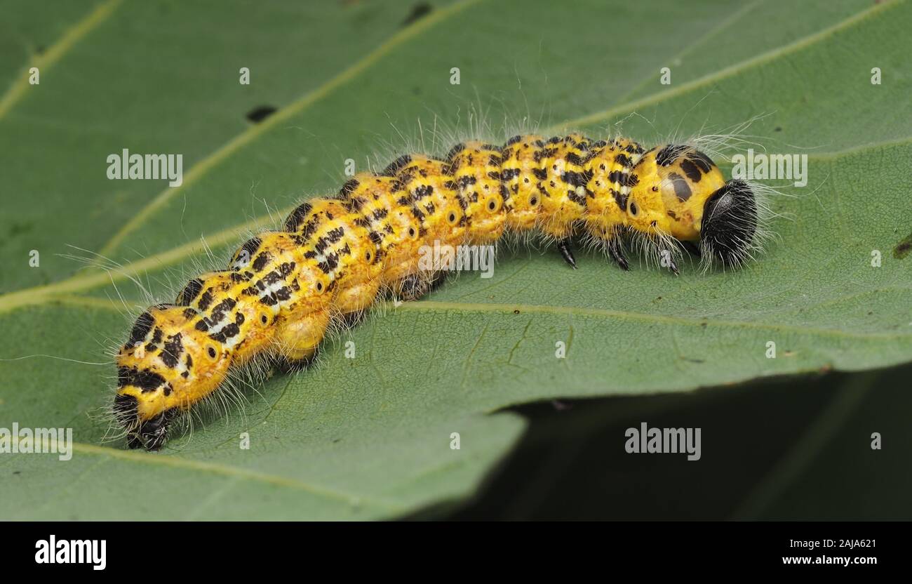 Buff-tipp Caterpillar (Phalera bucephala) in Ruhe auf Eichenlaub. Tipperary, Irland Stockfoto
