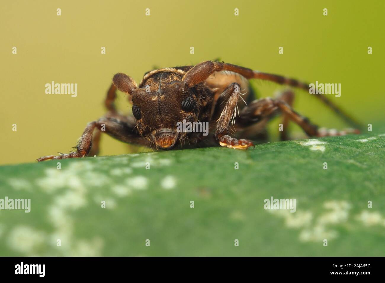 Frontalansicht des geringeren Thorn - gespitzt Longhorn Beetle (Pogonochreus hispidus) sitzen auf Blatt. Tipperary, Irland Stockfoto