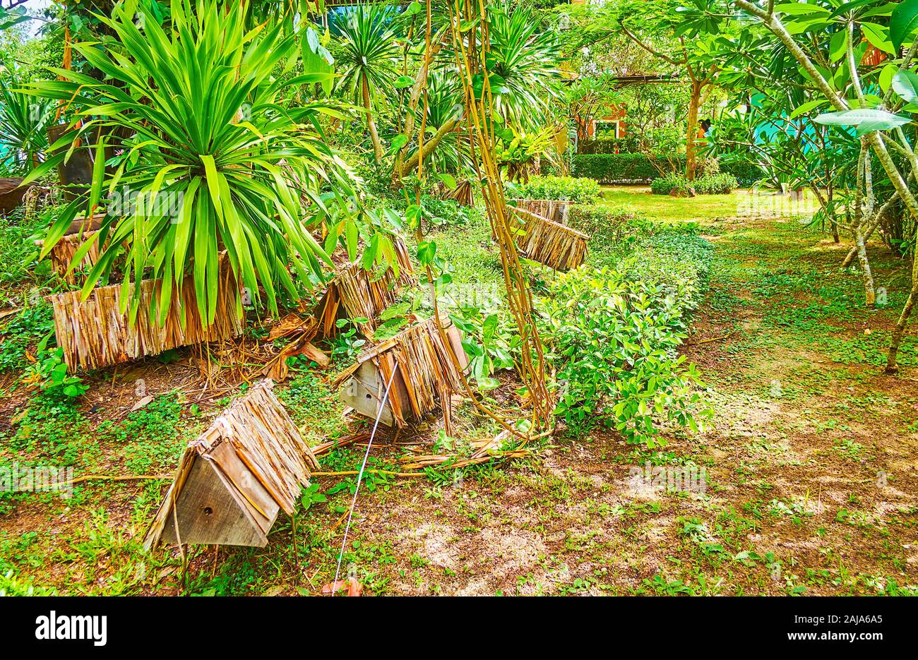 Der kleine dreieckige Holzbeuten in üppigen grünen Garten von Bee Farm, Phuket, Thailand Stockfoto