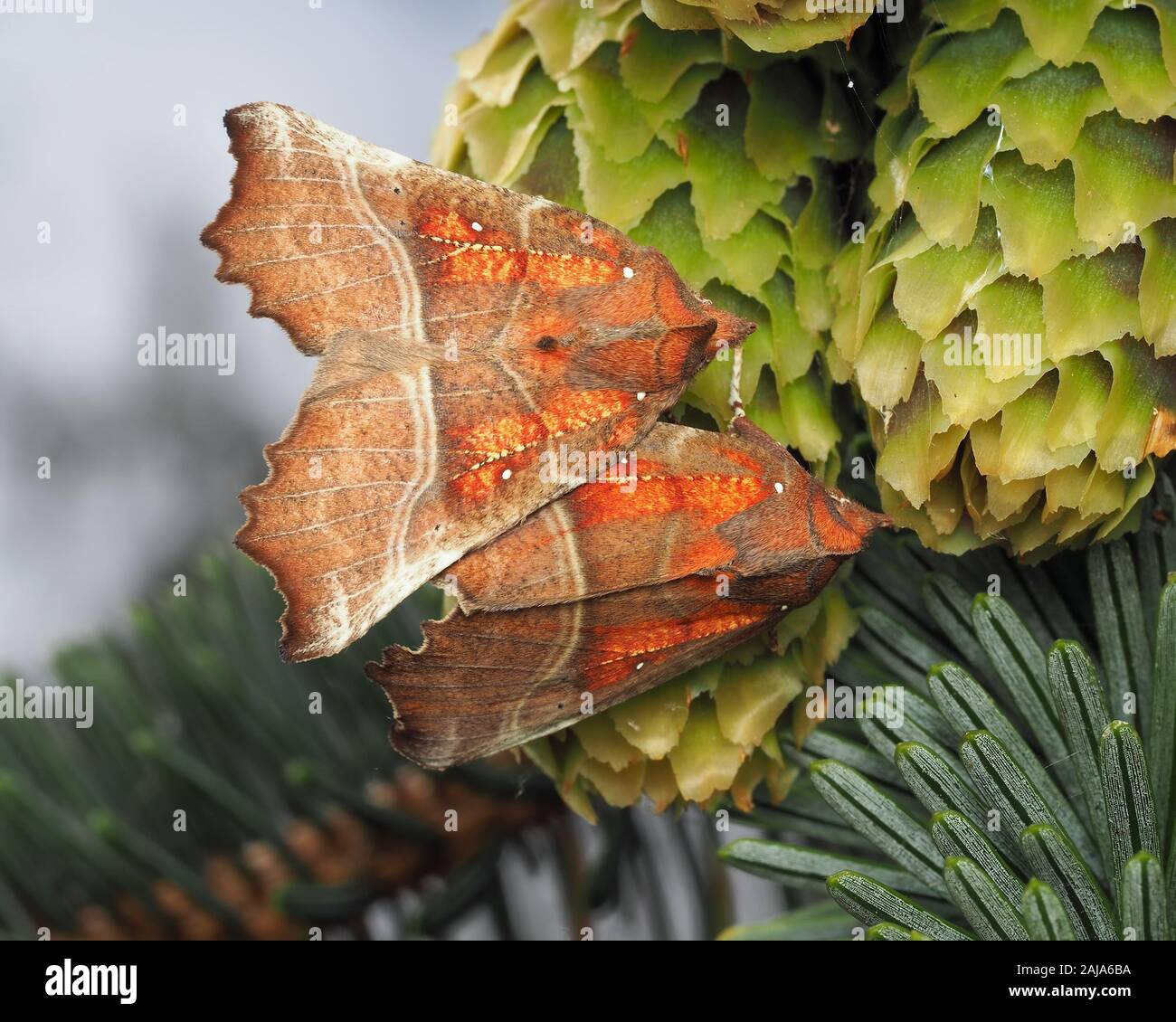 Paar Herald Motten (Scoliopteryx libatrix) in Ruhe auf nadelbaumbaum Kegel. Tipperary, Irland Stockfoto