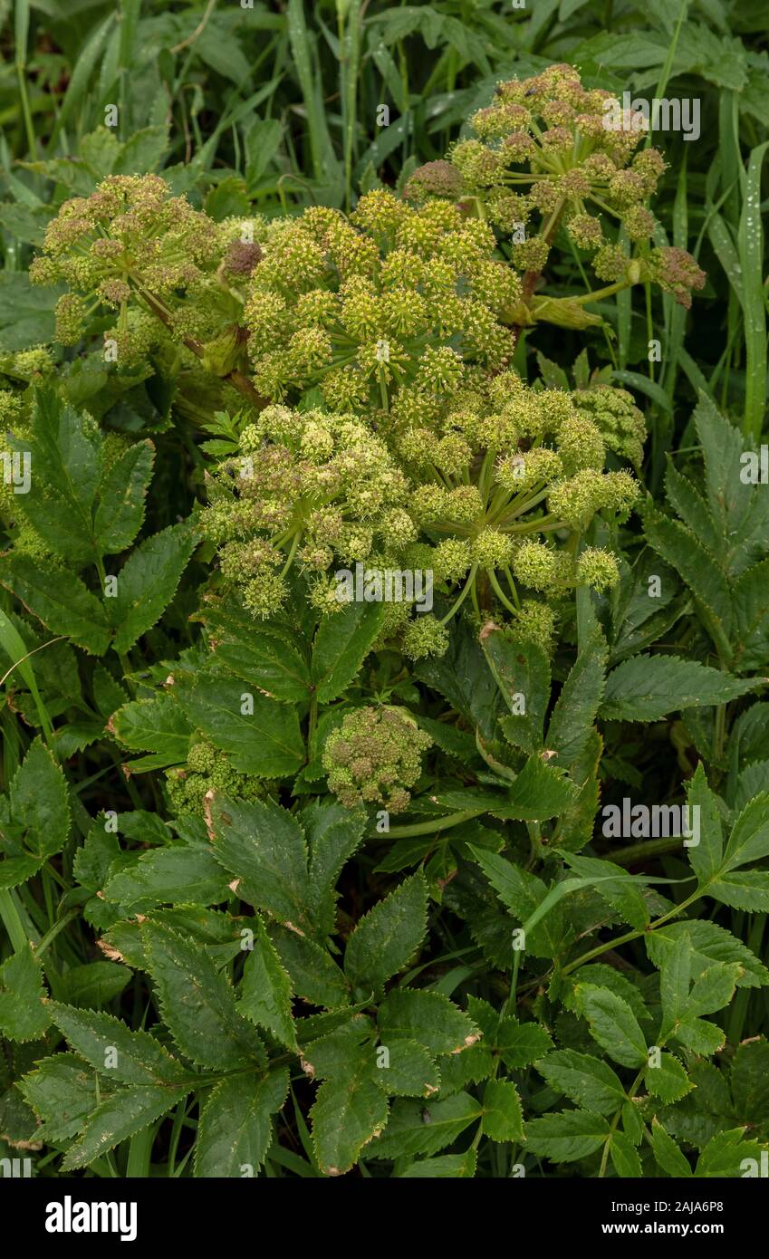 Sea Garden Angelica, Angelica archangelica ssp. Littoralis, an einem Strand in Nordnorwegen. Stockfoto