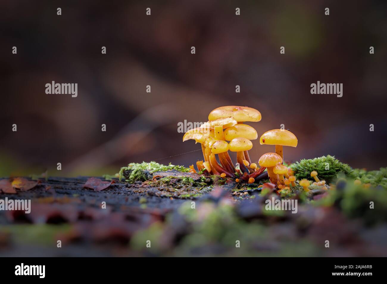 Makro-Nahaufnahme kleiner Pilzgruppen zwischen Moos im Wald im Herbst Stockfoto