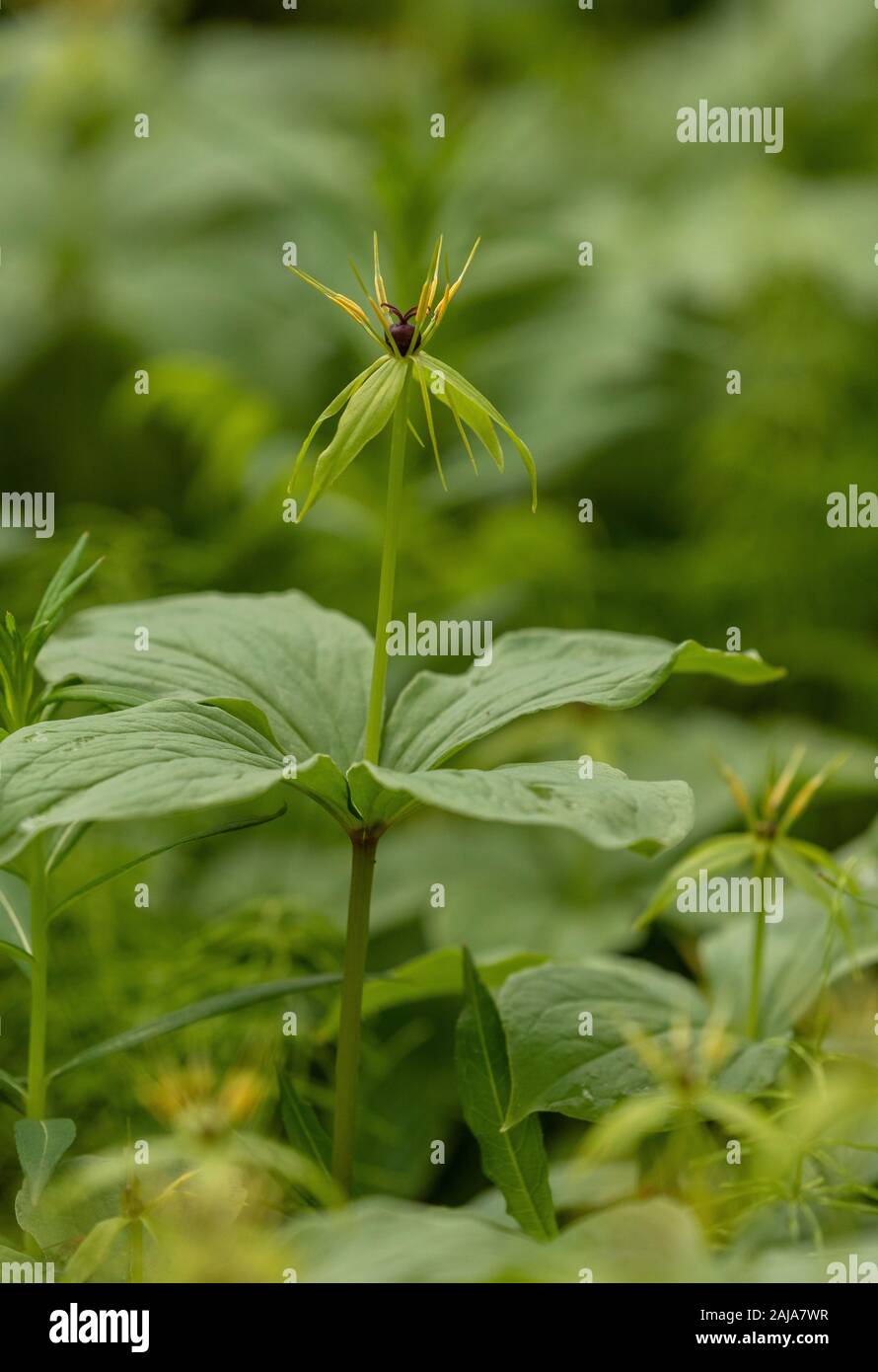 Kraut - Paris, Paris quadrifolia, in der Blume in offenen laubabwerfende Wälder. Stockfoto