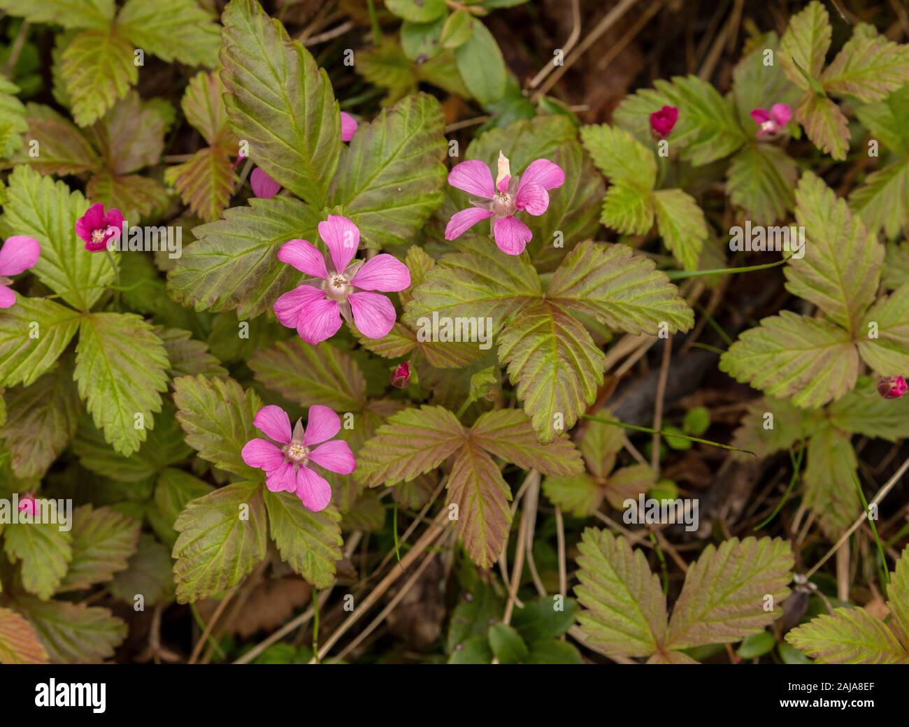 Arktische Brombeere, Rubus arcticus in Blüte in offenen Birke Wald, Schweden. Stockfoto