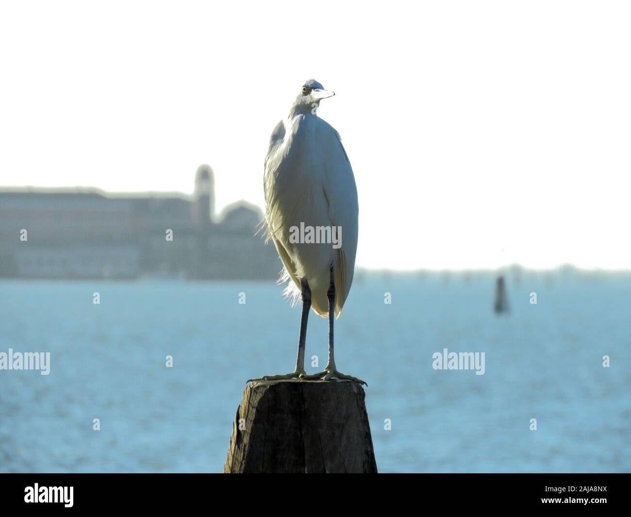 Stadt Wildnis. Seidenreiher im venezianischen laguun, Foto Bo Arrhed Stockfoto