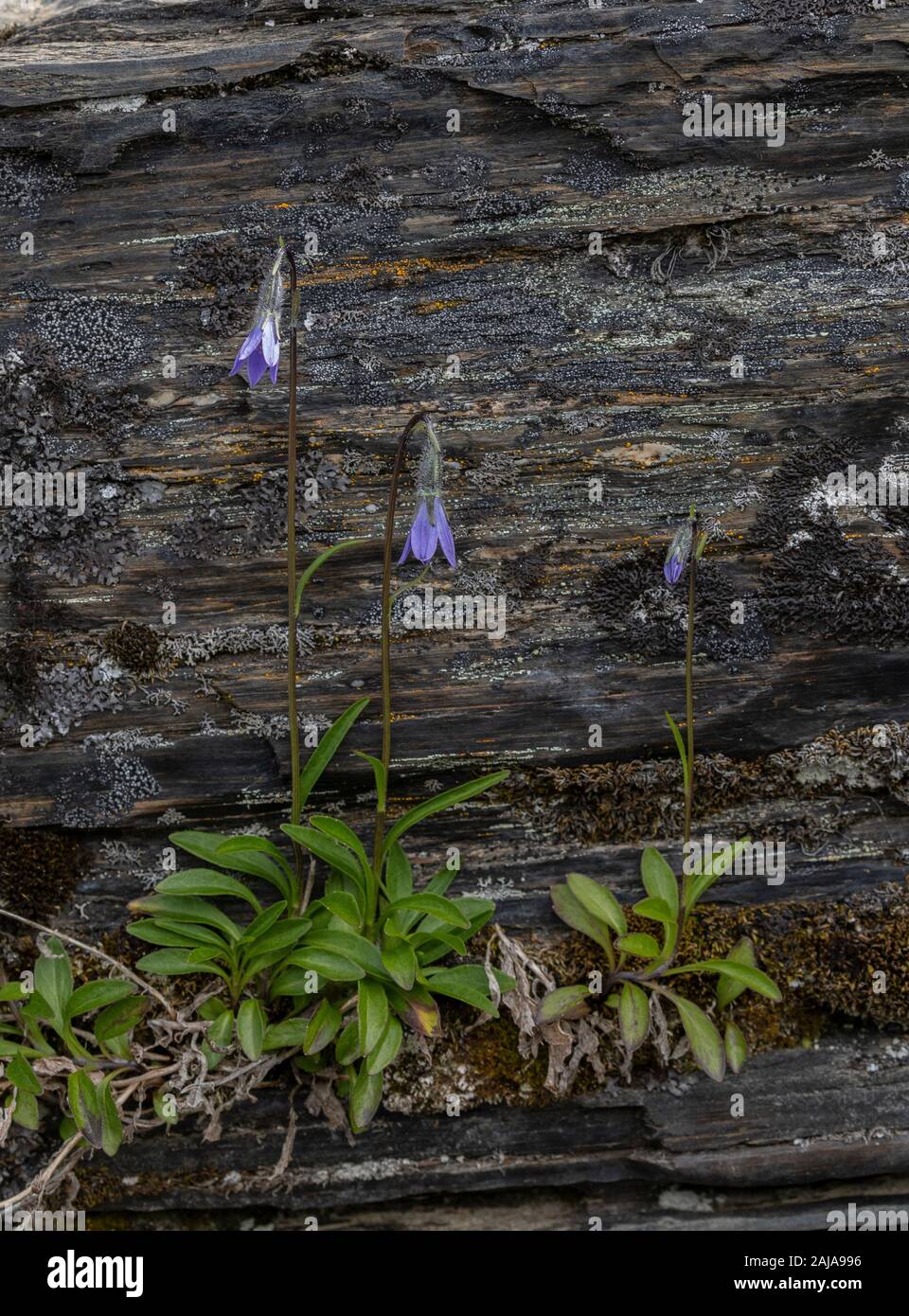 Arktis Glockenblume, Campanula uniflora in Blume, Abisko, arktischen Schweden. Stockfoto