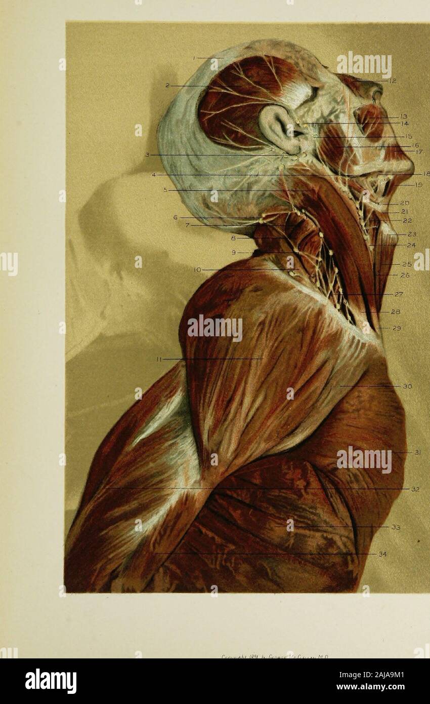 Regionale Anatomie in ihrem Bezug zur Medizin und Chirurgie. Wasserfahrzeuge. 7. Die splenius Muskel. 8. Die levator anguli scapulEe Muskel. 9. Die scaleni Muskeln. 10. Der M. trapezius. 11. In den Delta-Muskel zu impfen. 12. Der Kompressor naris Muskel. 13. Die buccinator Muskel. 14. Die anteriore congelador Lymphknoten. 15. Die supra-ohrspeicheldrüse Lymphknoten. 16. Der Masseter muscle. 17. Der depressor anguU oris Muskel. 18. Die submaxillary Lymphknoten. 19. Die digastric Muskel. 20. Das Zungenbein. 21. Die thyro - hyoid Muskel. 22. Die omo-hyoid Muskel. 23. Die pomum Adami Der schildknorpel. 24. T Stockfoto