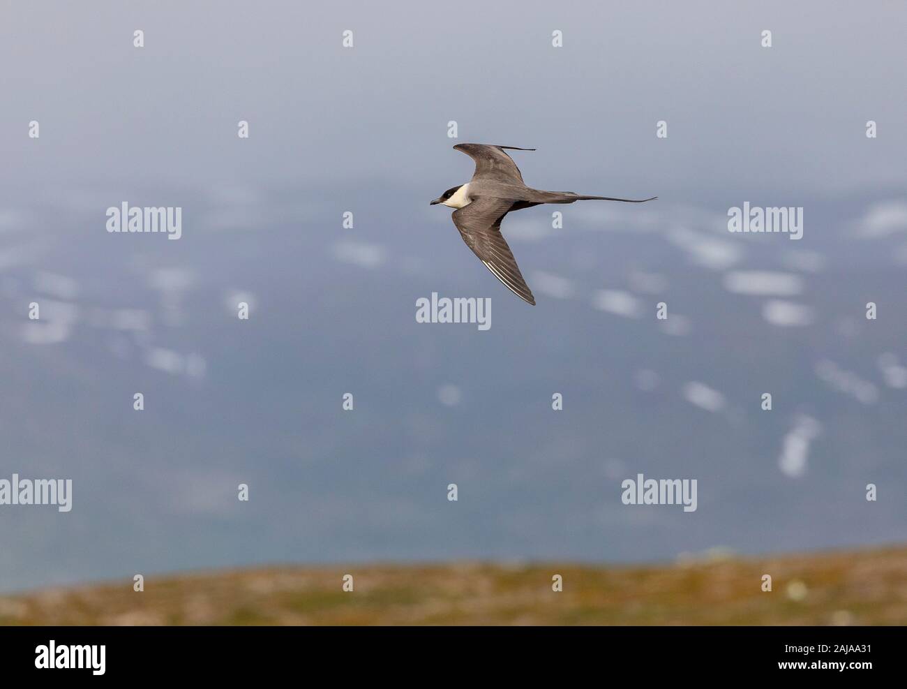 Long-tailed Skua, Eulen longicaudus im Flug über arktische Tundra, in der Brutzeit, Norden Schweden. Stockfoto